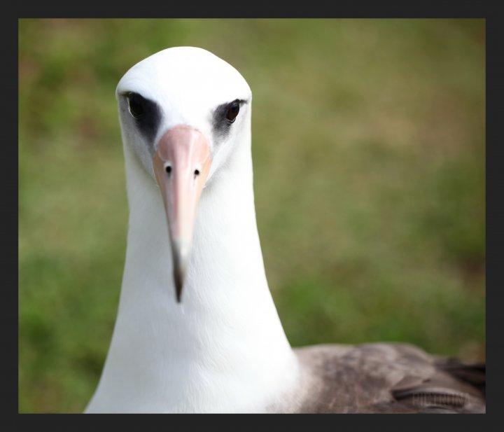 AlbatrossHawaii