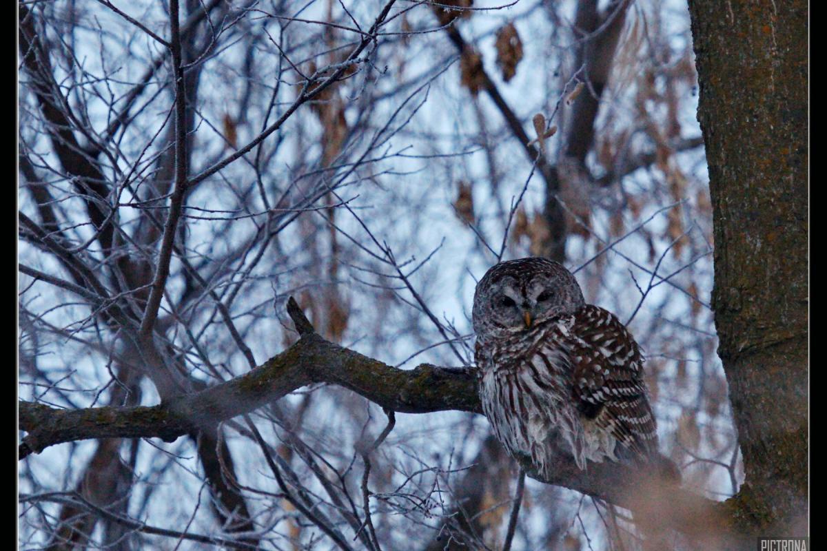 BarredOwl-Pictrona-1800x1200
