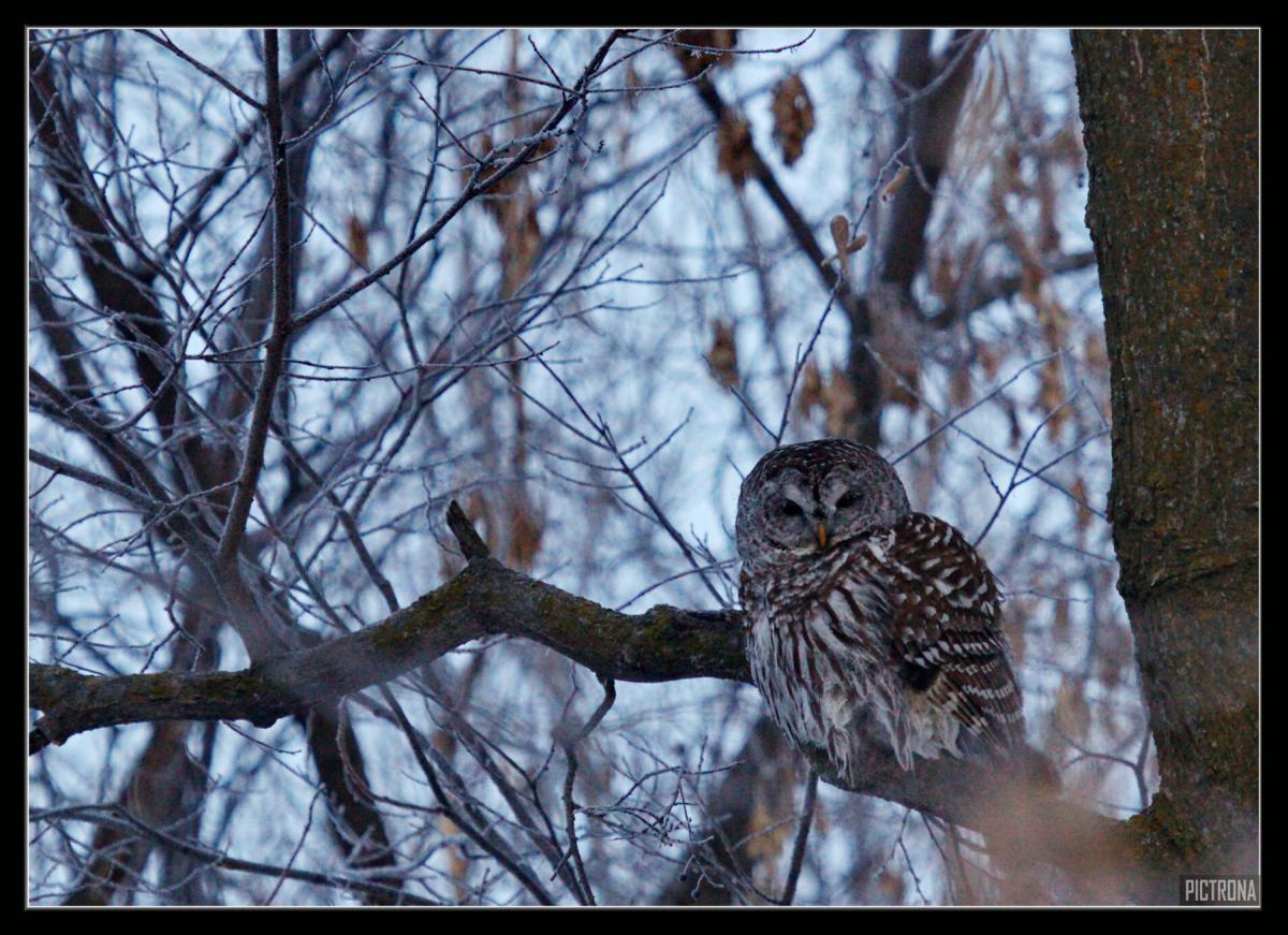 BarredOwl-Pictrona