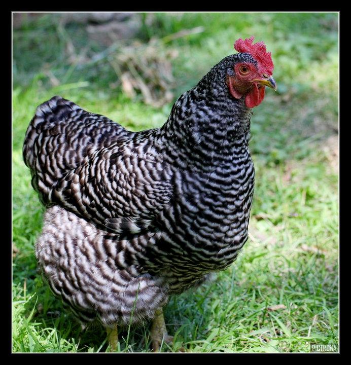 BarredRockHen