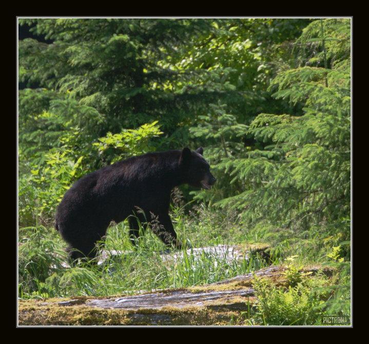BlackBearAlaska