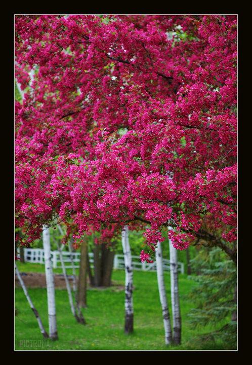 CrabAppleBlossomsBuffalo