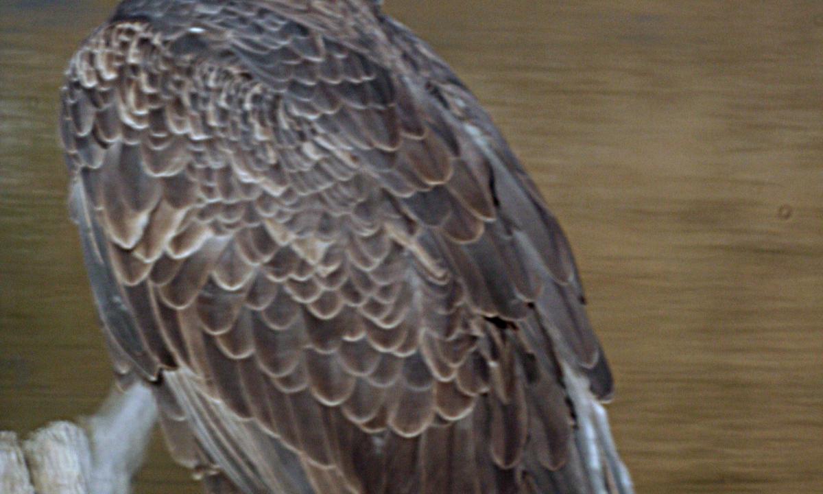 Eagle2-2000x1200