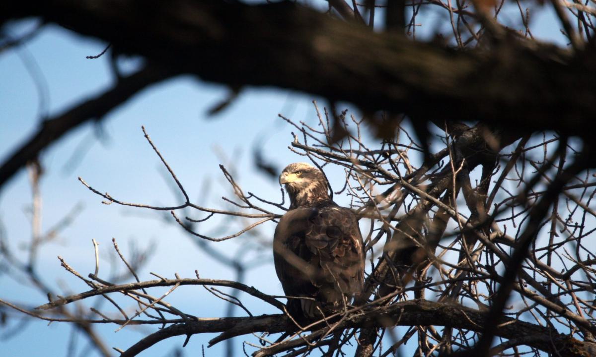 Eagle3-2000x1200