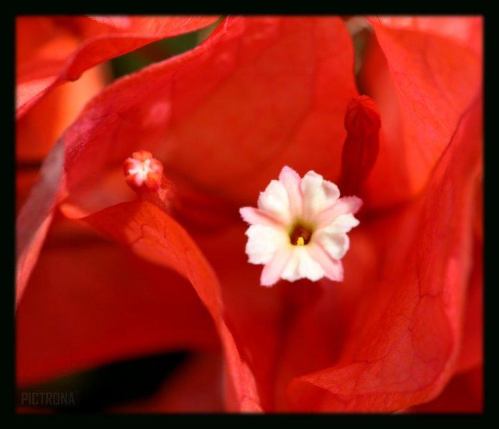 FlowerinFlowerRed