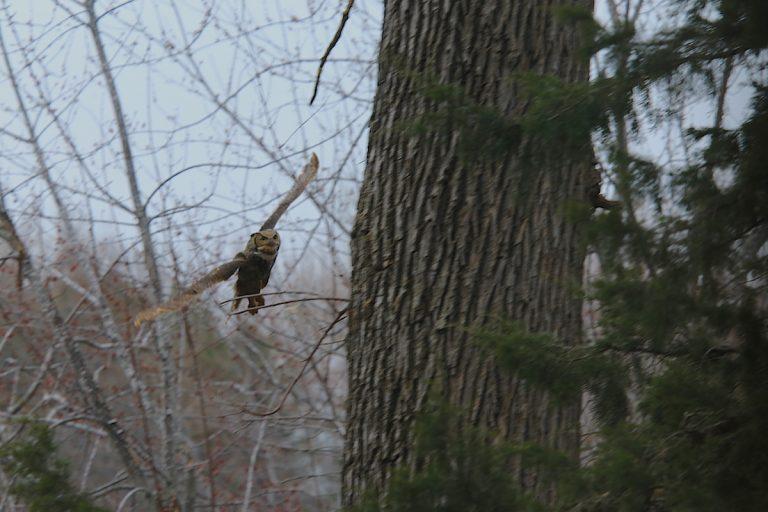 Great-Horned-Owl-female-flight-IMG_0007-768x512