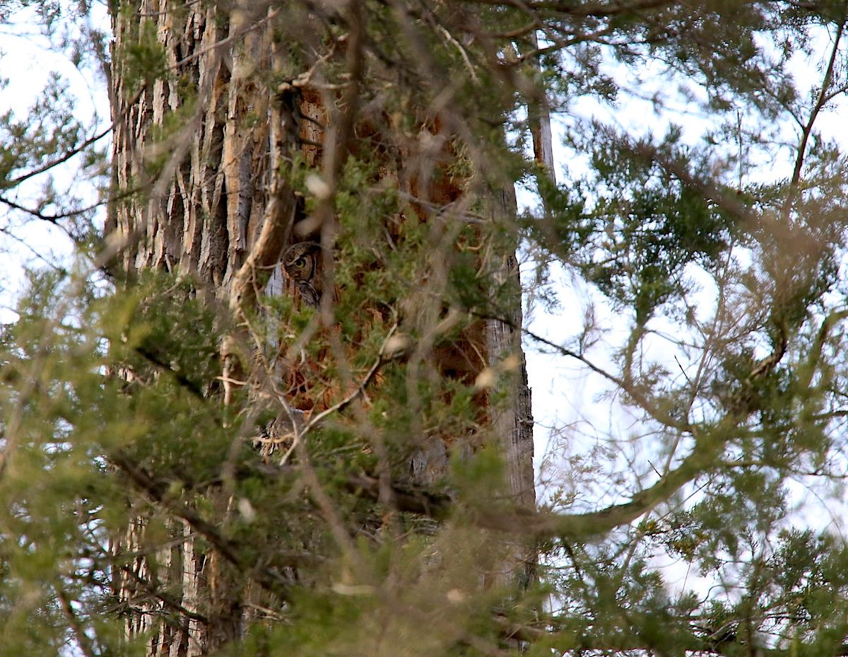 Great-Horned-Owl-female-nest-IMG_0070