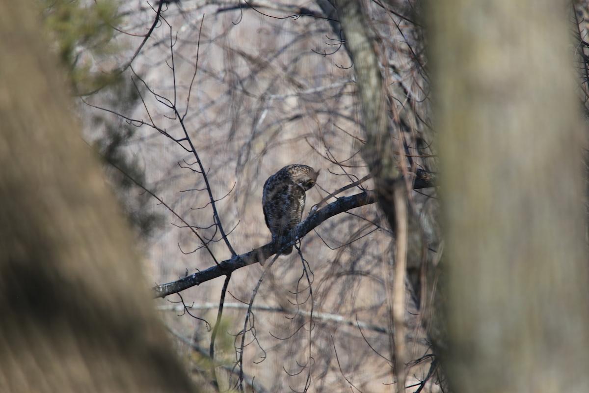 Great-Horned-Owl-looking-down-IMG_9824