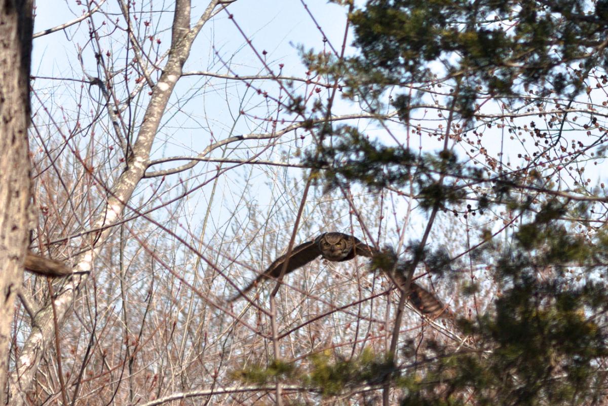 Great-horned-owl-flight-female-IMG_0077