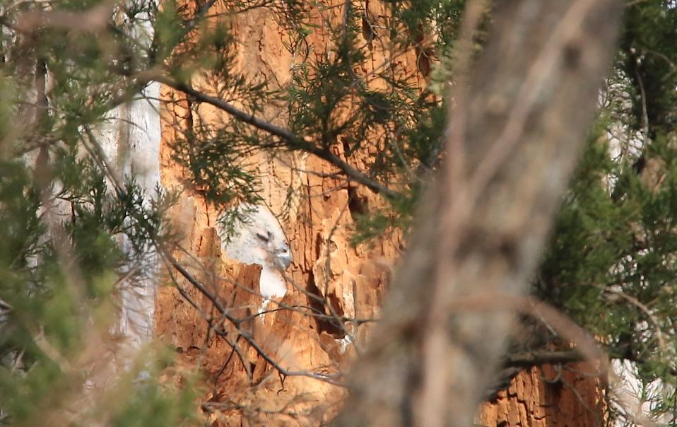 Great-horned-owlet-baby-in-nest-IMG_0147