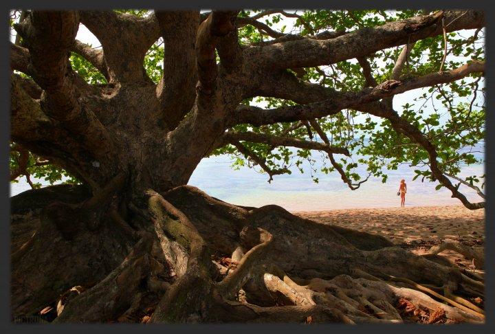 HanaleighBayLargeTree