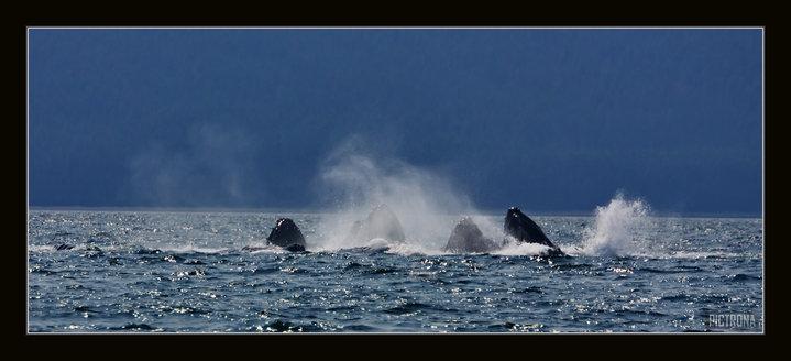 HumpbackBubbleRingFeeding