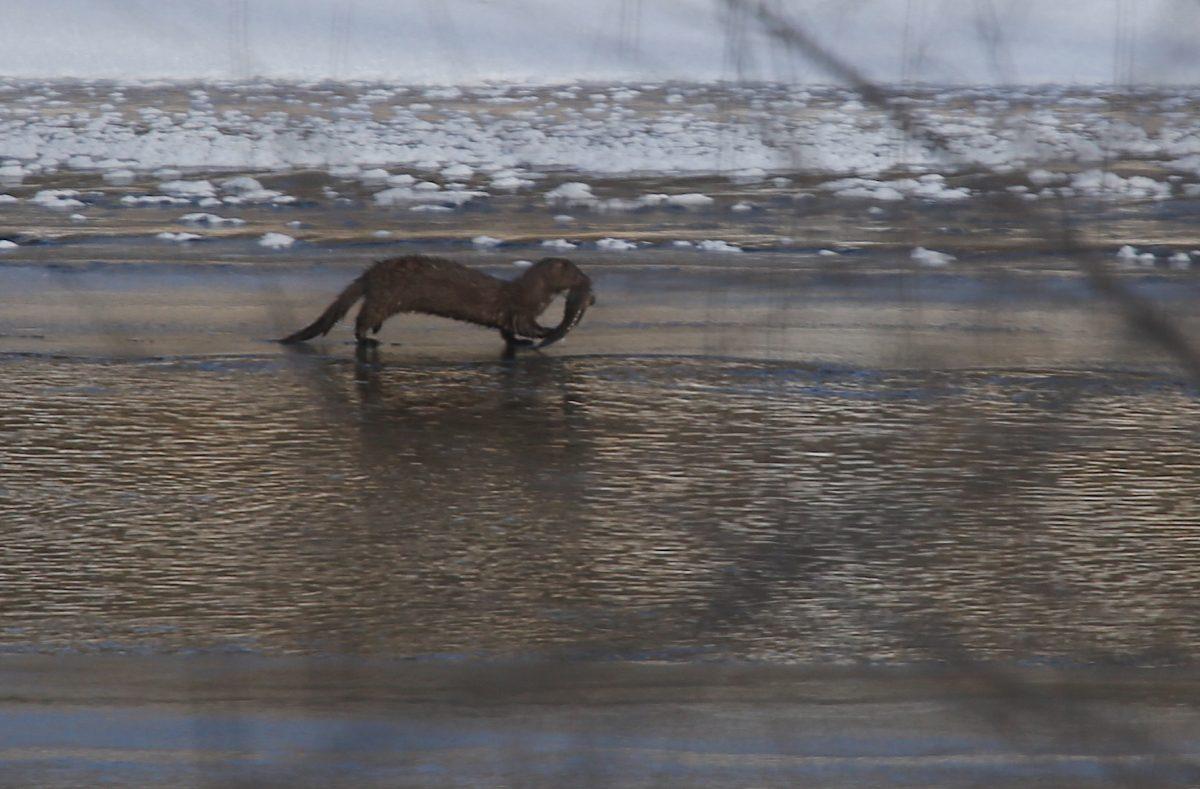 Mink_Crow_River_12-22-19_IMG_8729-1200x789