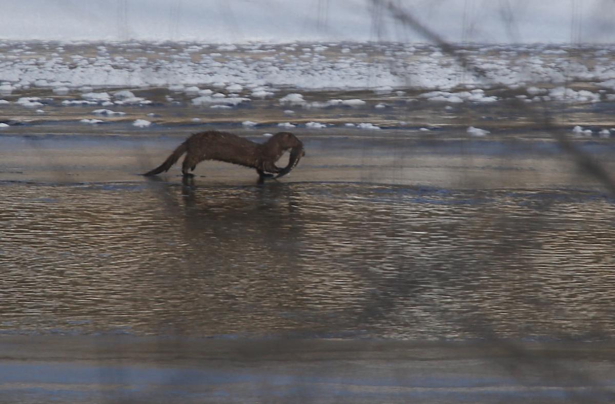 Mink_Crow_River_12-22-19_IMG_8729
