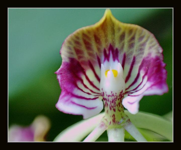 OrchidFlowerHawaii