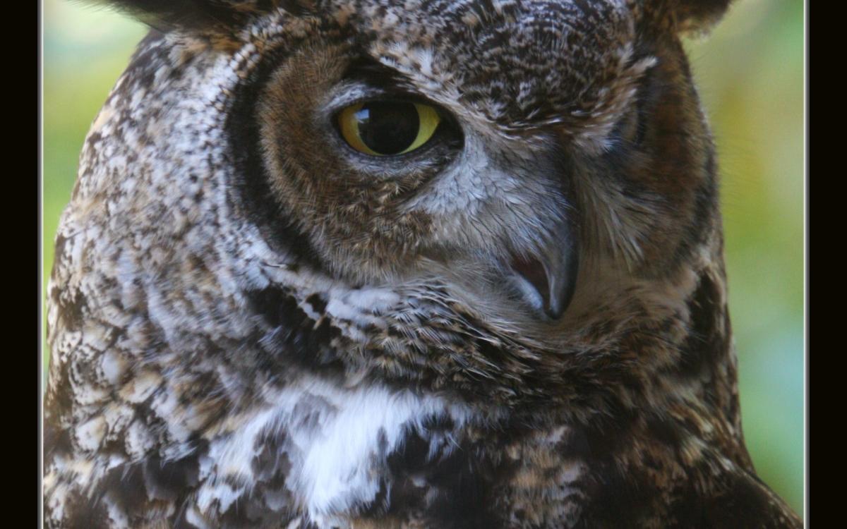 Owl-Pictrona-1919x1200