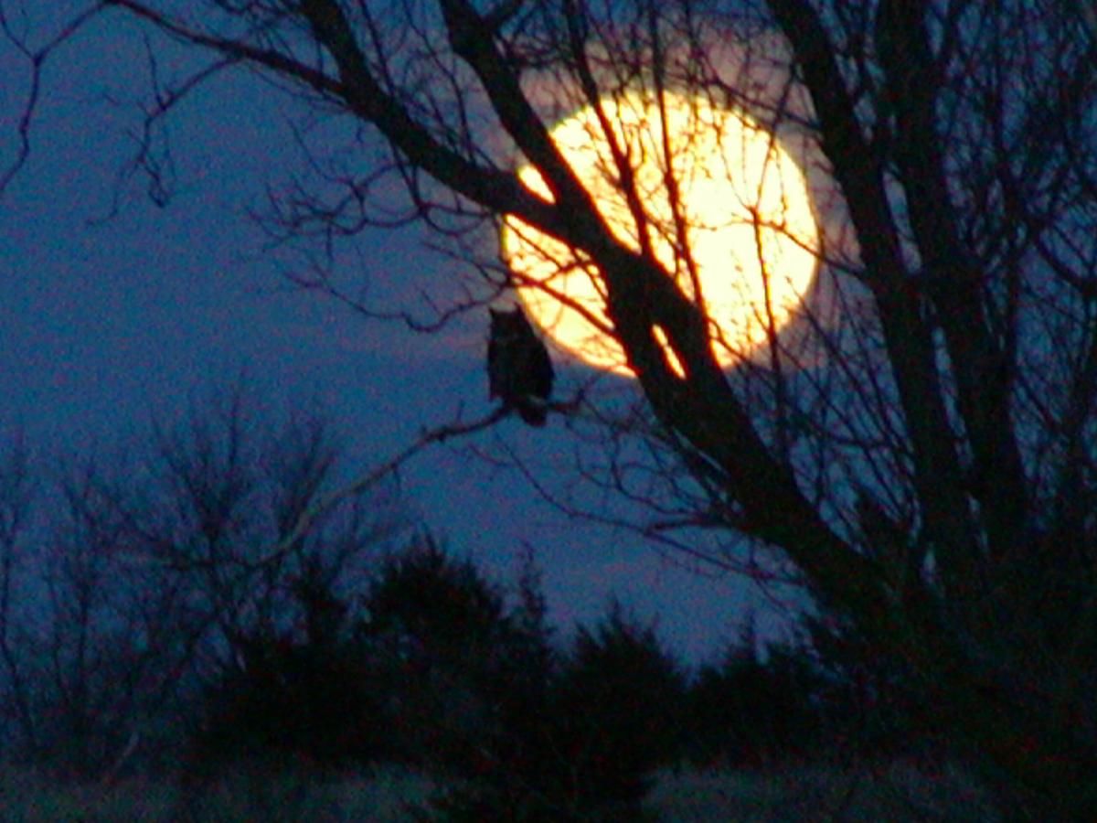 OwlMoon1