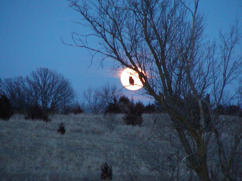 OwlMoon6