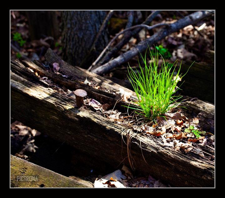 RailroadTieGrass