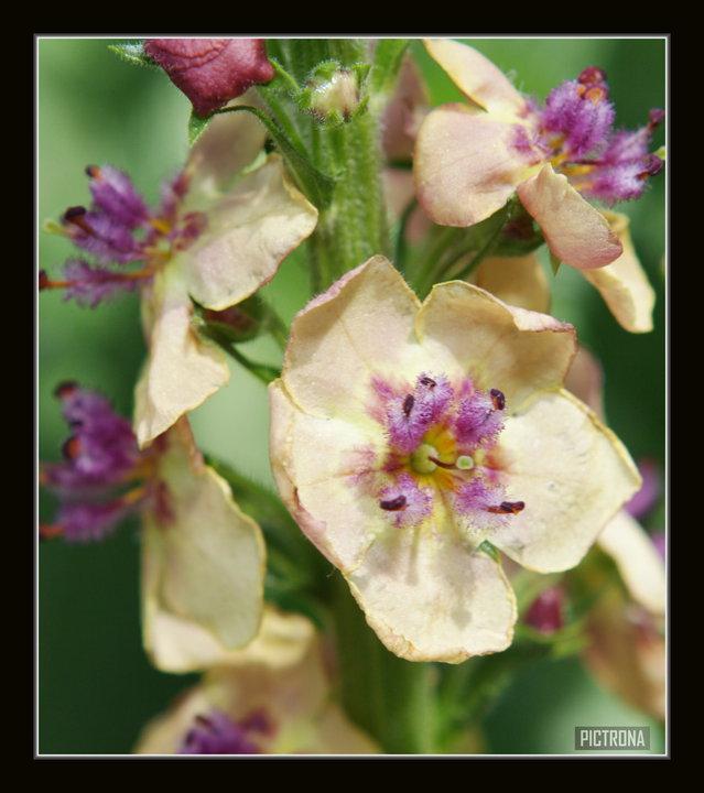 ReallyAwesomeFlowerMN