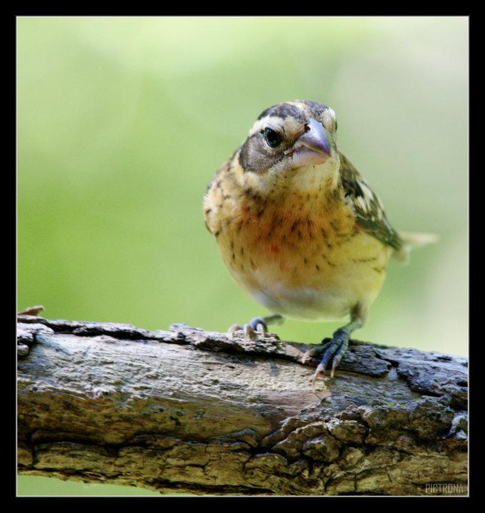 RedBreastedGrosBeakFemale