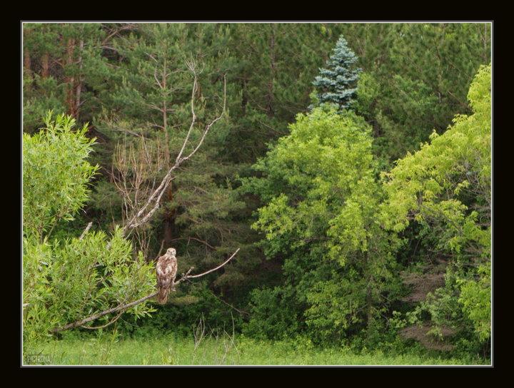 RedTailedHawkLongLakeMinnesota