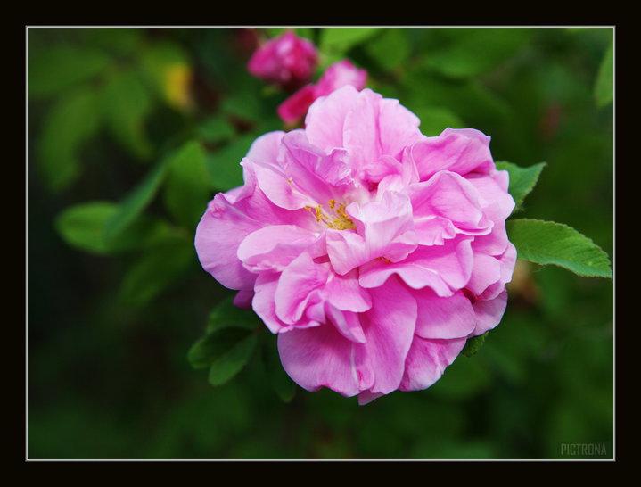 RoseBushMinnesota