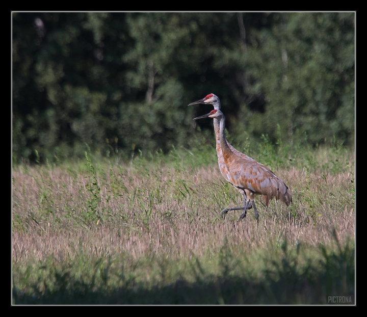 SandHillCranesMinnesota