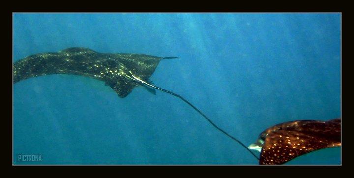 SpottedEagleRaysHawaii