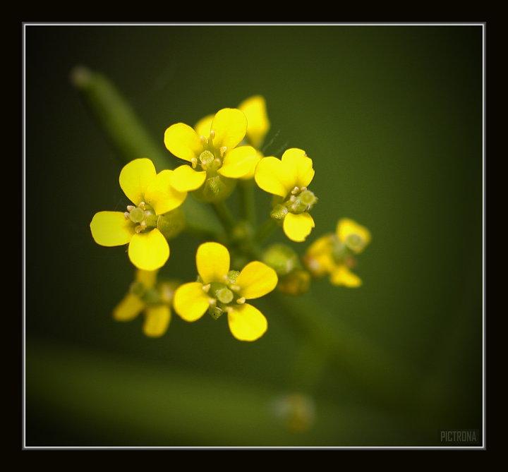 TinyYellowFlowersMinnesota