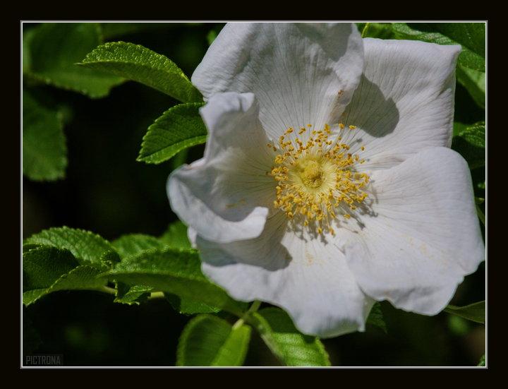 WhiteRoseMinnesota