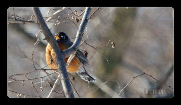 WinterRobin