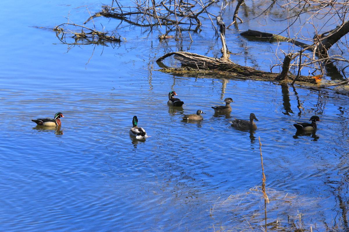 ducks-IMG_9945