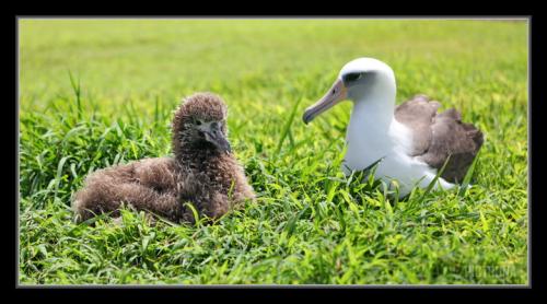 AlbatrossChickKaui