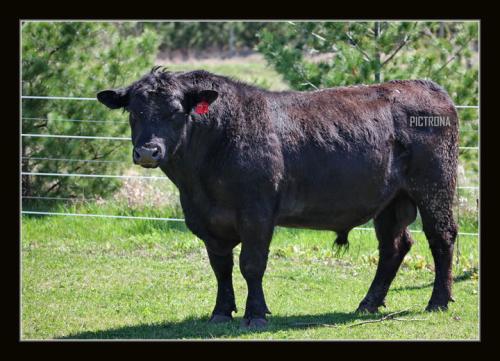 AngusBull