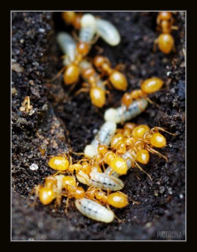 AntColonyEggs