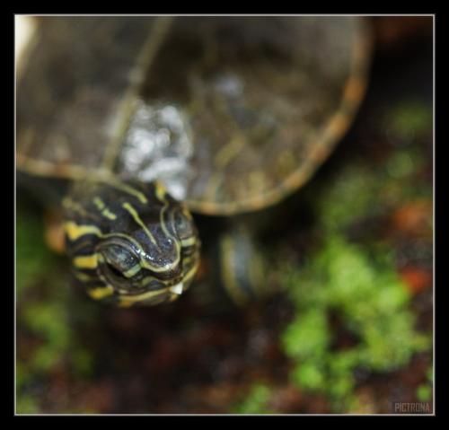 BabyPaintedTurtleMinnesota