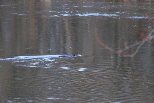 Beaver-Crow-River-Wright-County-Minnesota-IMG_0102