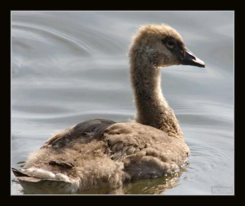 CanadianGosling