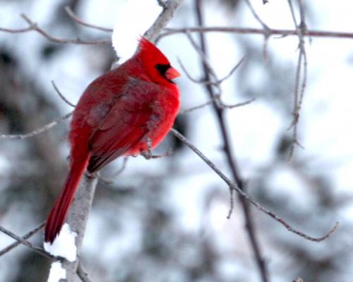 CardinalMale