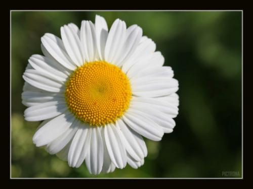 DaisyMinnesota