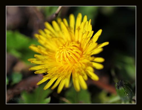 DandelionMinnesota