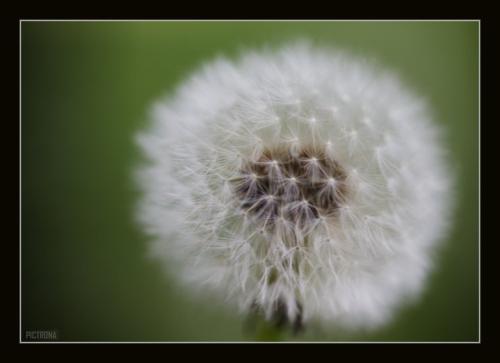DandelionSeeds