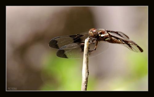 DragonFlyPerch