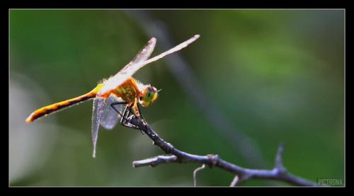DragonFlyStick