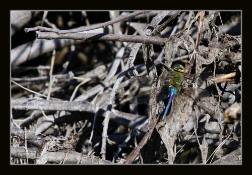 DragonFlySticks