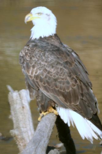 Eagle1