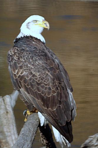Eagle2-683x1024