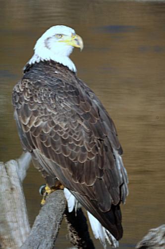 Eagle2
