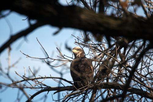 Eagle3